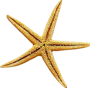 Star Fish